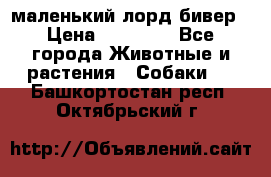 маленький лорд бивер › Цена ­ 10 000 - Все города Животные и растения » Собаки   . Башкортостан респ.,Октябрьский г.